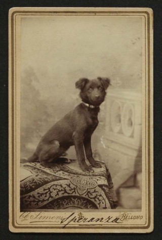 Mario Pratesi’s dog, Speranza, [n.d.].