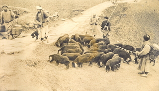 Farmers taking pigs to market, 1910 Credit: Johns Family.