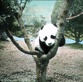 Pandora the Panda Bear, [1938]. Credit: Best Family.