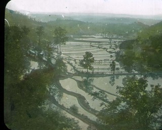 Flooded rice fields, [undated] Credit: Best Family.