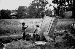 Harvesting the hay, Szechwan Credit: Walmsley Family.