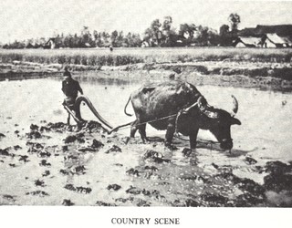 Country scene, working tin the fields Credit: Walmsley Family.